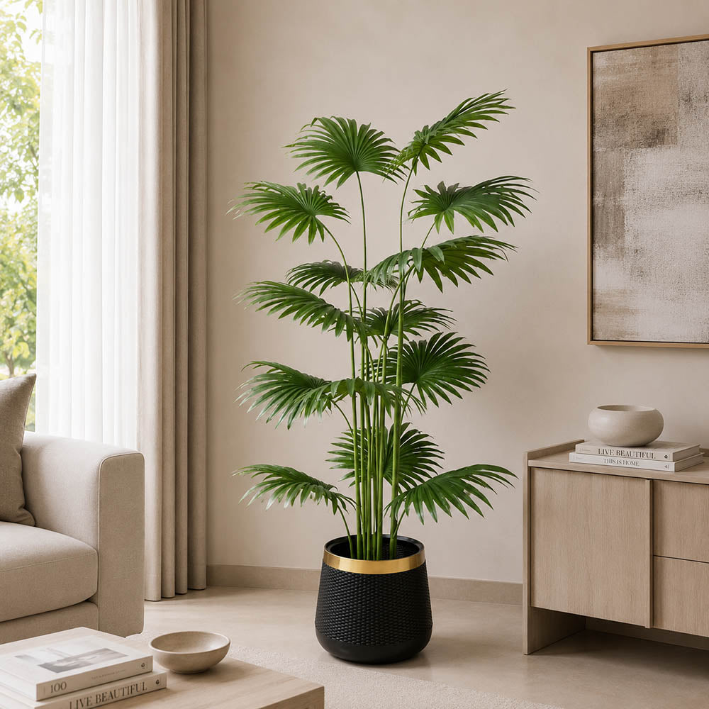 Fan Palm (PL1107)