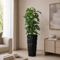 Cheecho Plant (PL1109)