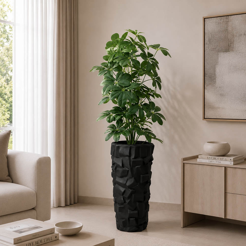 Cheecho Plant (PL1109)