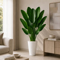 Premium Banana Plant (PL1122)