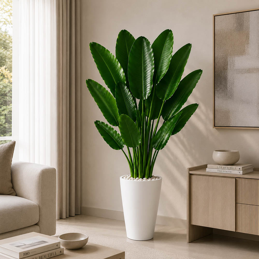 Premium Banana Plant (PL1122)