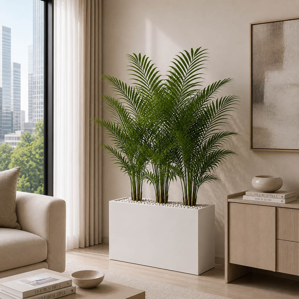 Royal Areca Palm (PL1125)